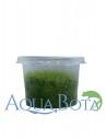 Utricularia graminifolia - In Vitro Cup  - 1