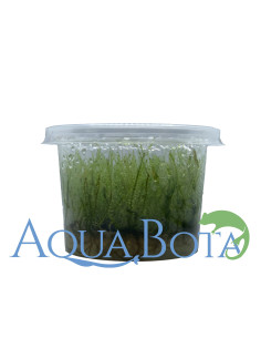 Leptodictyum riparium (stringy moss) - In Vitro Cup  - 1