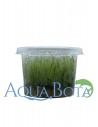Leptodictyum riparium (stringy moss) - In Vitro Cup  - 1