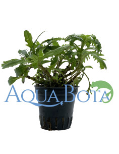 Staurogyne species 'Bihar'  - 1