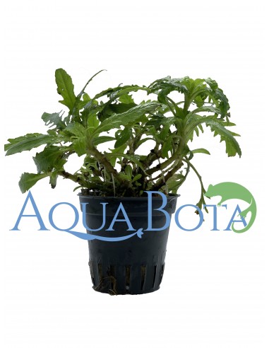 Staurogyne species 'Bihar'  - 1