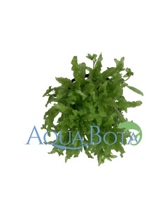 Pogostemon helferi  - 1