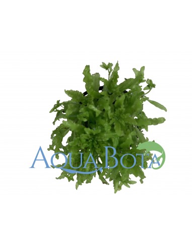 Pogostemon helferi  - 1