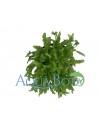 Pogostemon helferi  - 1