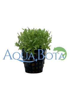 Pogostemon helferi  - 2