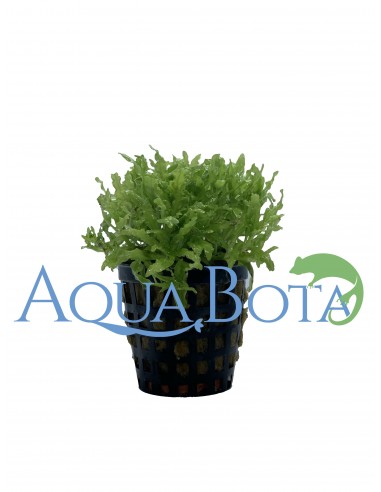 Pogostemon helferi  - 2