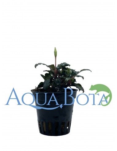 Bucephalandra 'Lamandau Mini Red'  - 1