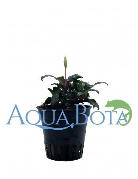 Bucephalandra 'Lamandau Mini Red'  - 1