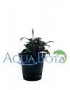 Bucephalandra 'Lamandau Mini Red'  - 1