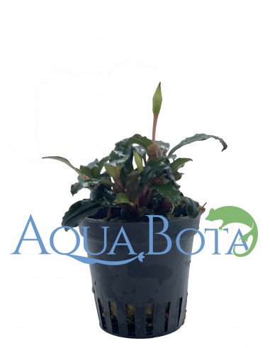 Bucephalandra 'Lamandau Mini Red'  - 2