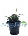 Bucephalandra 'Lamandau Mini Red'  - 2