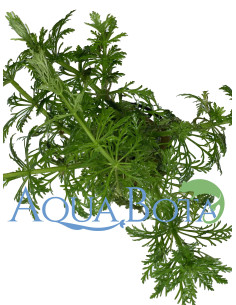 Limnophila heterophylla  - 1