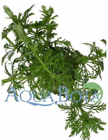 Limnophila heterophylla  - 1