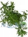 Limnophila heterophylla  - 1