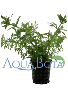 Limnophila heterophylla  - 2