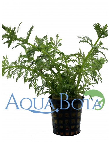 Limnophila heterophylla  - 2