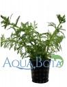 Limnophila heterophylla  - 2