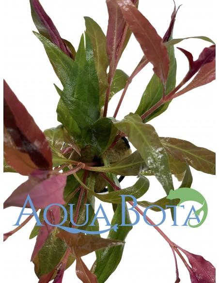 Alternanthera reineckii 'Cardinalis'  - 1