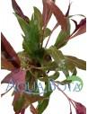 Alternanthera reineckii 'Cardinalis'  - 1