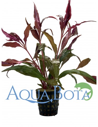 Alternanthera reineckii 'Cardinalis'  - 2