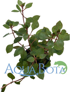 Ludwigia sp. 'Mini Super Red'  - 1