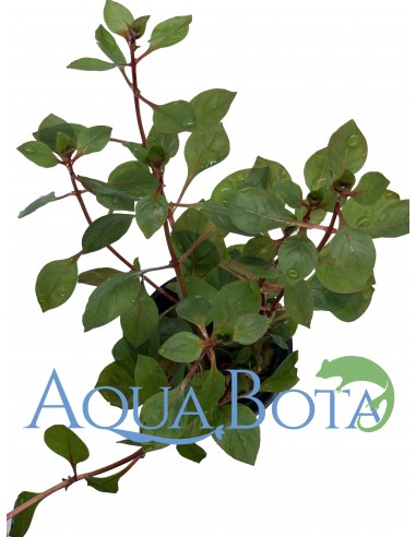 Ludwigia sp. 'Mini Super Red'  - 1
