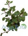 Ludwigia sp. 'Mini Super Red'  - 1