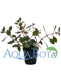Ludwigia sp. 'Mini Super Red'  - 2
