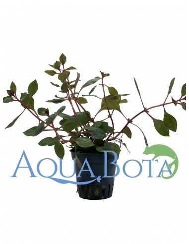 Ludwigia sp. 'Mini Super Red'  - 2