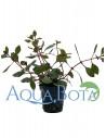 Ludwigia sp. 'Mini Super Red'  - 2