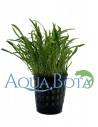 Lilaeopsis 'Novea-Zealandiae'  - 1