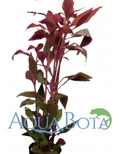 Alternanthera reineckii 'Rosanervig'  - 1