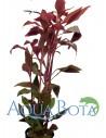 Alternanthera reineckii 'Rosanervig'  - 1