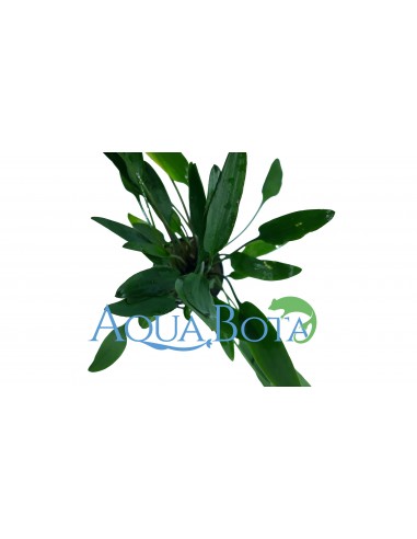 Cryptocoryne x willisii 'Nevellii'  - 2