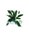 Cryptocoryne x willisii 'Nevellii'  - 2