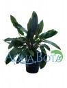 Cryptocoryne moehlmannii  - 1