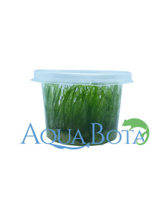 Taxiphyllum sp. 'Spiky' - In Vitro Cup  - 1