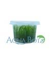 Taxiphyllum sp. 'Spiky' - In Vitro Cup  - 1