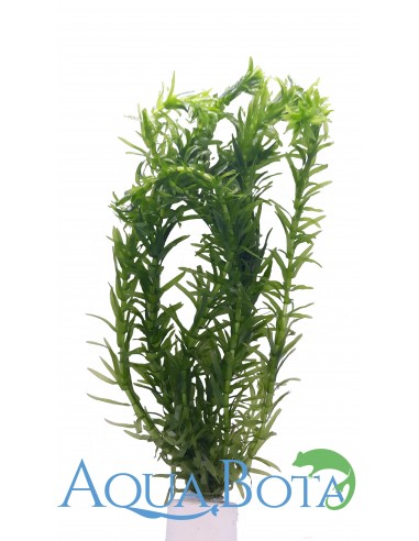 Egeria densa  - 1