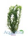 Egeria densa  - 1