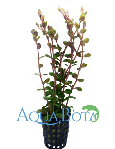 Rotala rotundifolia  - 1