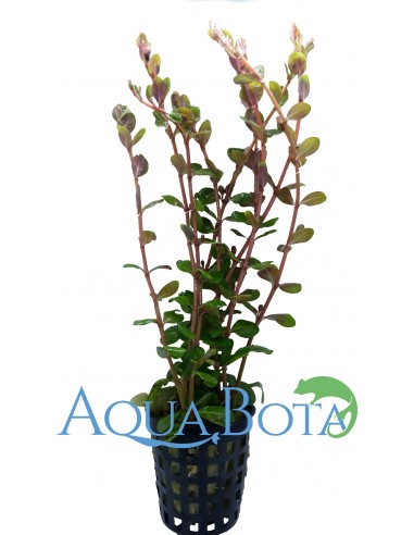 Rotala rotundifolia  - 1