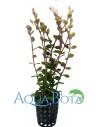 Rotala rotundifolia  - 1