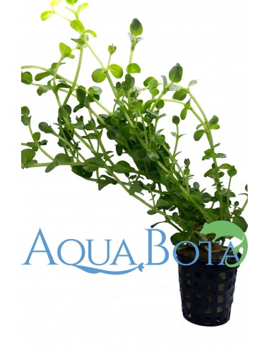 Rotala species 'Green'  - 1