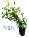 Rotala species 'Green'  - 1