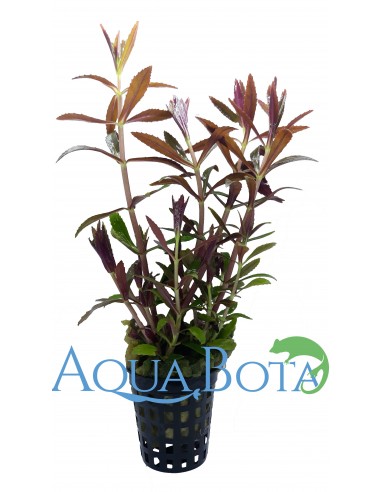 Limnophila hippuridoides  - 1