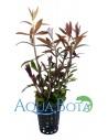 Limnophila hippuridoides  - 1