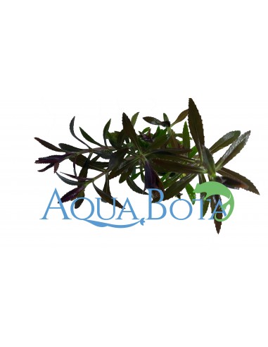 Limnophila hippuridoides  - 2