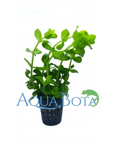Bacopa caroliniana (amplexicaulis)  - 1