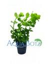Bacopa caroliniana (amplexicaulis)  - 1